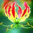 gloriosa superba crin de flacara bulbi gradina 110x110