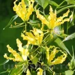 plantare bulbi gloriosa lutea ghiveci pret 110x110