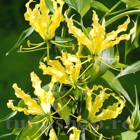 plantare bulbi gloriosa lutea ghiveci pret