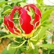 plantare bulbi gloriosa superba ghiveci terasa 110x110