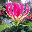 tuber bulbi gloriosa superba planta agatatoare 110x110