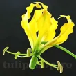 uberculi gloriosa lutea planta agatatoare gradina 110x110