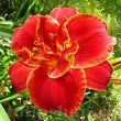 hemerocallis highland lord crin de o zi batut 110x110
