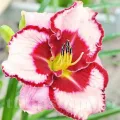 Bulbi Hemerocallis Lies and Lipstick (Crin de Zi)