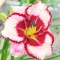 Bulbi Hemerocallis Lies and Lipstick (Crin de Zi)