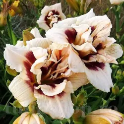 Bulbi Hemerocallis Roswitha (Crin de Zi)