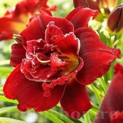 Bulbi Hemerocallis Highland Lord (Crin de Zi)