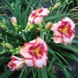 Bulbi Hemerocallis Lies and Lipstick (Crin de Zi) planta perena lies and lipstick margini ondulate 110x110