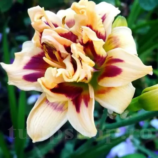 planta perena roswitha bicolora gradina