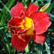 plantare hemerocallis highland lord gradina soare 110x110