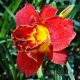 plantare hemerocallis highland lord gradina soare