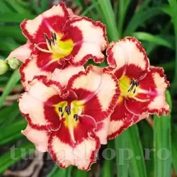 Bulbi Hemerocallis Lies and Lipstick (Crin de Zi)