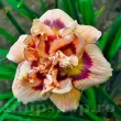 plantare hemerocallis roswitha rizomi pret 110x110