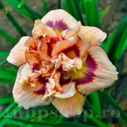Bulbi Hemerocallis Roswitha (Crin de Zi)