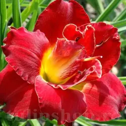 Bulbi Hemerocallis Highland Lord (Crin de Zi)