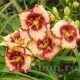 radacini hemerocallis lies and lipstick roz rosu