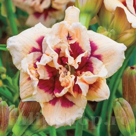 radacini hemerocallis roswitha piersica purpuriu