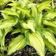 frunze hosta albopicta variegata decorativa 110x110