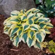 Bulbi Hosta Autumn Frost (Crin toamna) frunze hosta autumn frost margine lata galbena 110x110