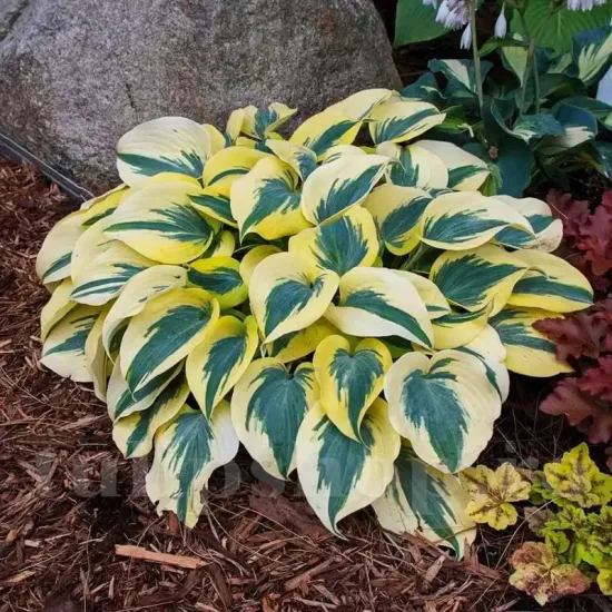 frunze hosta autumn frost margine lata galbena