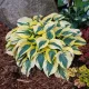 frunze hosta autumn frost margine lata galbena
