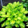 frunze hosta banana bay centru galben stralucitor 110x110