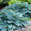 frunze hosta canadian blue rezistenta la melci 110x110