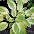 Bulbi Hosta Captain's Adventure (Crin toamna) frunze hosta captains adventure textura gofrata 110x110
