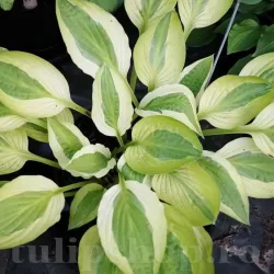 Bulbi Hosta Captain's Adventure (Crin toamna)