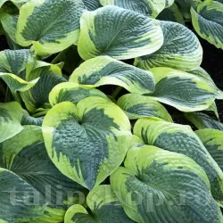 Bulbi Hosta Francess Williams (Crin toamna)