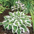 frunze hosta patriot margine alba lata 110x110