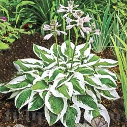 Bulbi Hosta Patriot (Crin toamna)