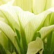 frunze hosta white feather alb pur primavara 110x110