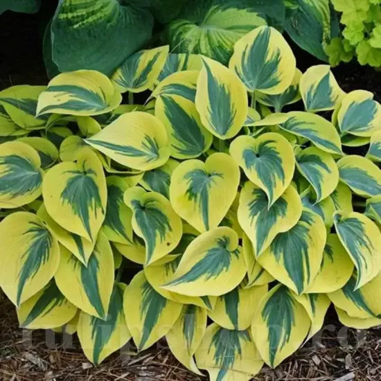 hosta autumn frost perena umbra rezistenta