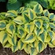 hosta autumn frost perena umbra rezistenta