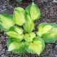 hosta banana bay planta perena umbra