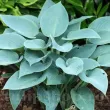 hosta canadian blue planta perena umbra gradina 110x110
