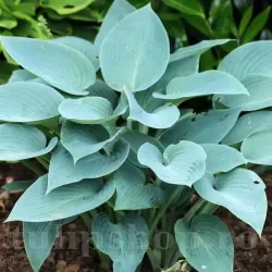 Bulbi Hosta Canadian Blue (Crin toamna)