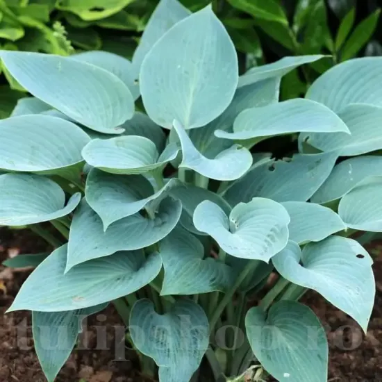 hosta canadian blue planta perena umbra gradina