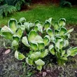 Bulbi Hosta Captain's Adventure (Crin toamna) hosta captains adventure planta perena umbra 110x110