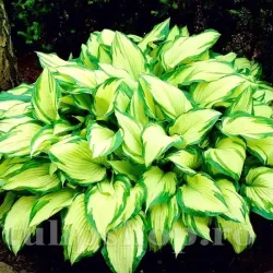 Bulbi Hosta Albopicta (Crin toamna)