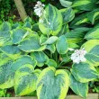Bulbi Hosta Francess Williams (Crin toamna) hosta frances williams planta perena umbra gigant 110x110