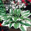 hosta patriot planta perena umbra gradina 110x110
