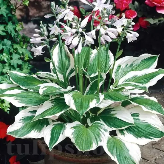 hosta patriot planta perena umbra gradina