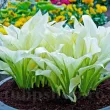 hosta white feather planta perena umbra rara 110x110
