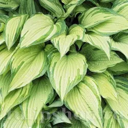 Bulbi Hosta Albopicta (Crin toamna)