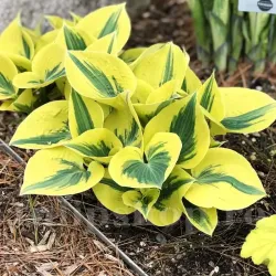 Bulbi Hosta Autumn Frost (Crin toamna)
