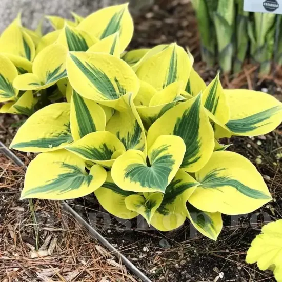 plantare rizomi hosta autumn frost pret