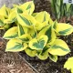 plantare rizomi hosta autumn frost pret