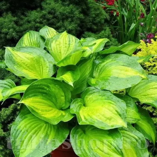 plantare rizomi hosta banana bay ghiveci pret